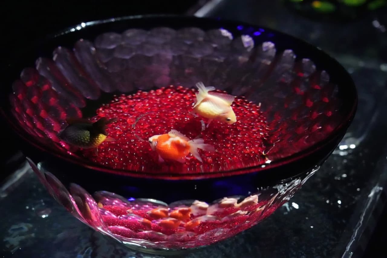 Art Aquarium Museum GINZA Ticket - image 9